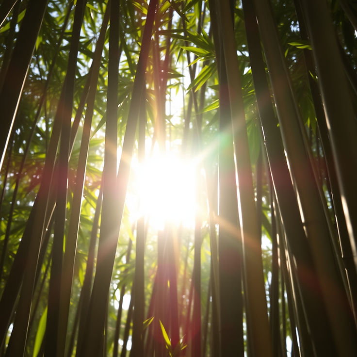 Sun shining through a wall of bamboo