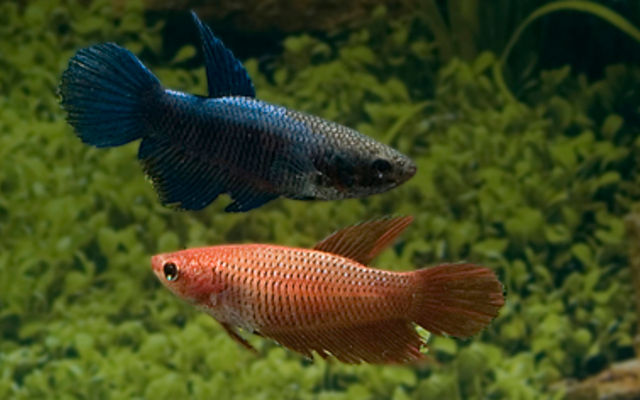 Betta splendens Female