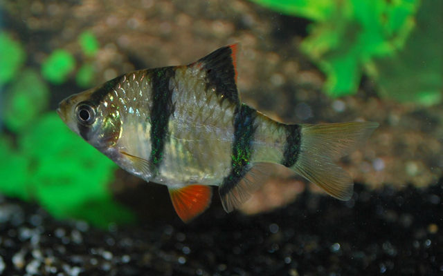Puntigrus tetrazona