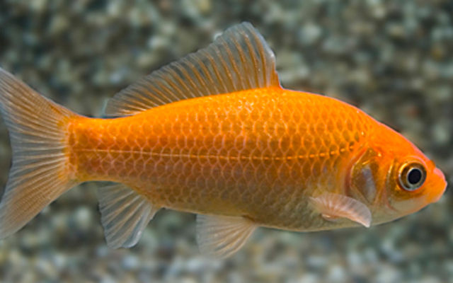 Goldfish