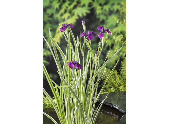 Iris kaempferi 'Variegata'