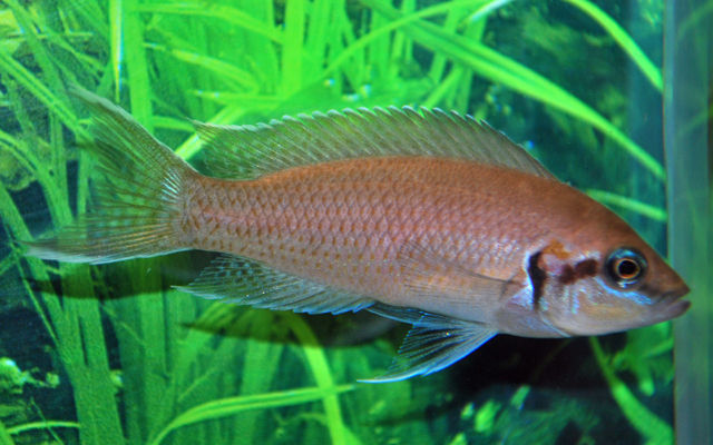 Neolamprologus brichardi
