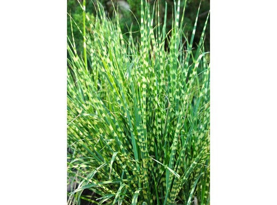 Scirpus tabermont 'Zebrinus'