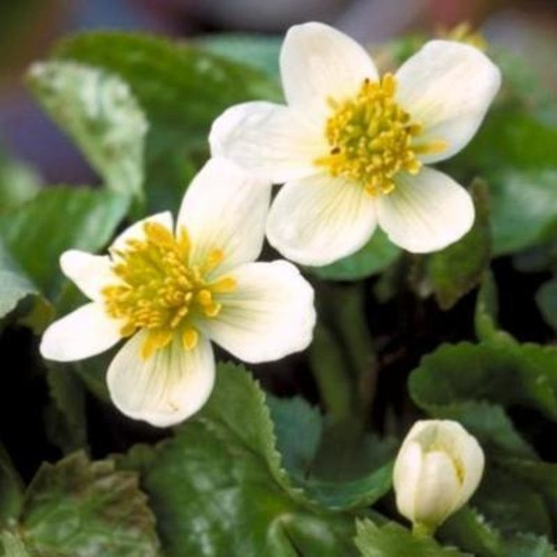 Caltha palustris 'Alba'