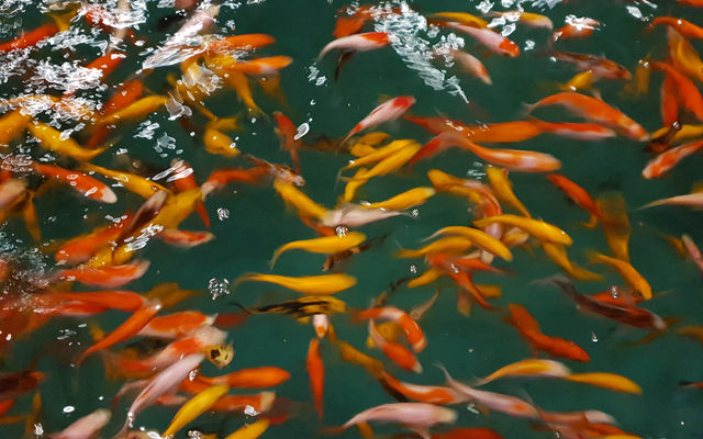 Goldfish Mix