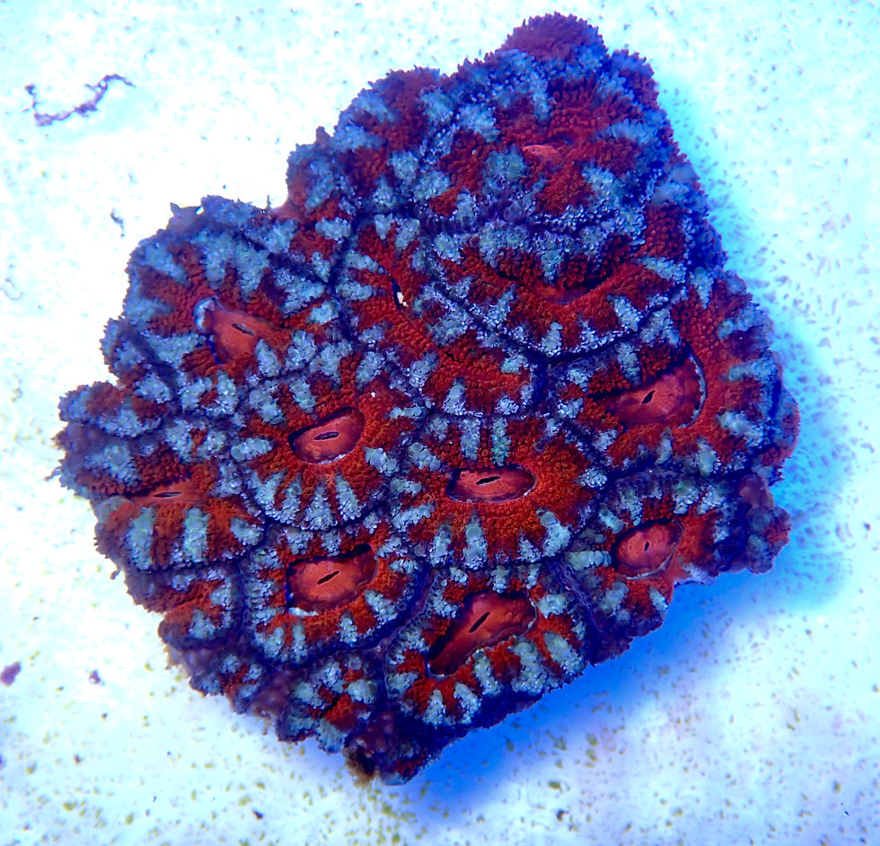 Acanthastrea lordhowensis Red