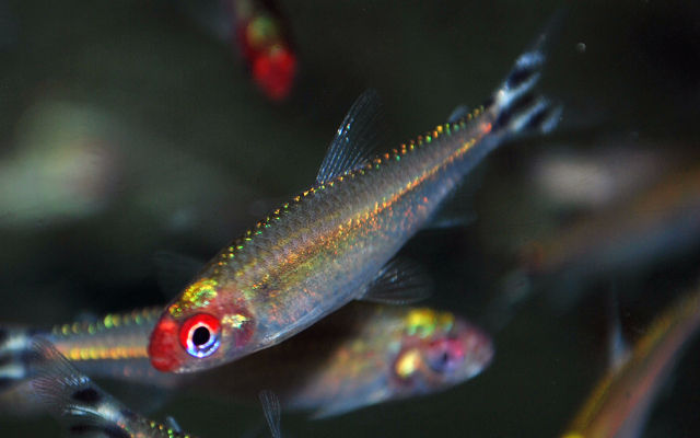 Hemigrammus bleheri