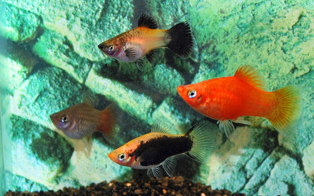 Platy Mix