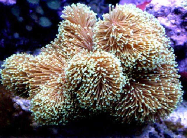 Sarcophyton sp.