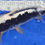 Thumbnail: Koi +/-40cm