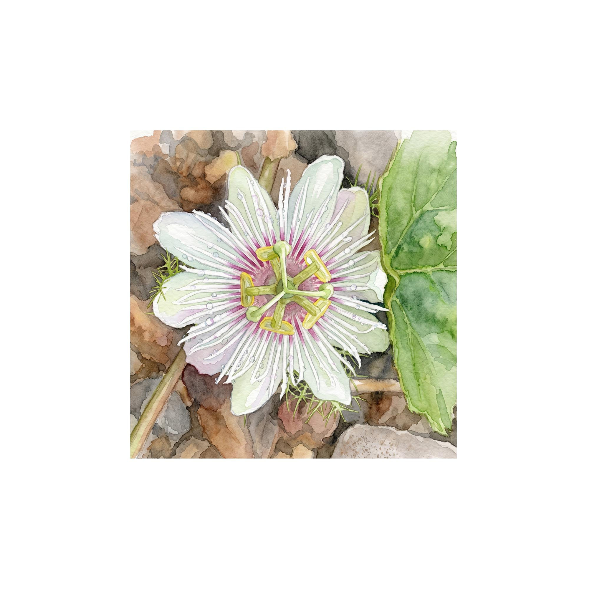 Endémica: Maracuyá de las islas ( Passiflora vesicaria var. galapagensis)