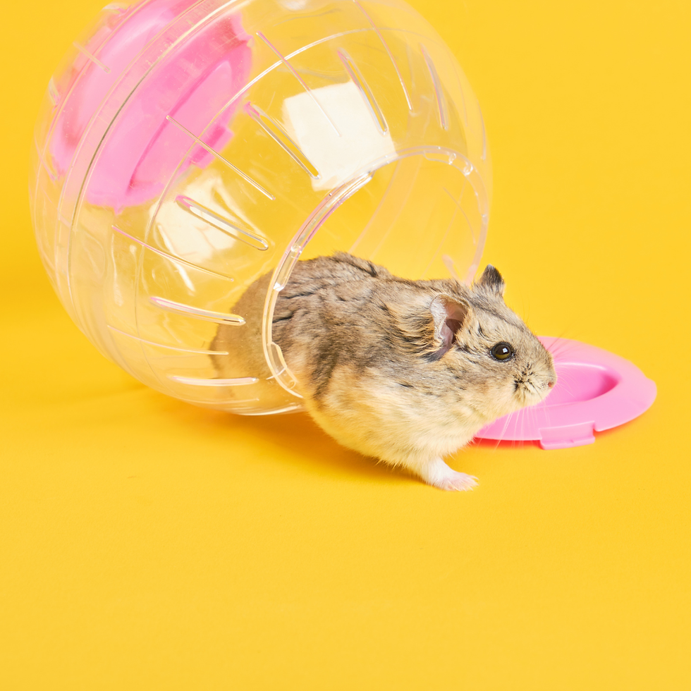 JOUETS RONGEURS