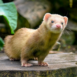 FURET