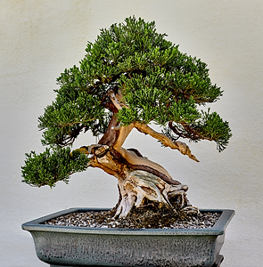 JVS (10).png