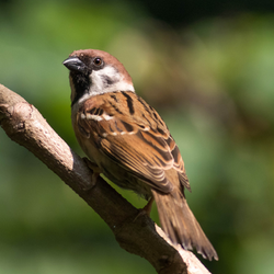 MOINEAU DU JAPON