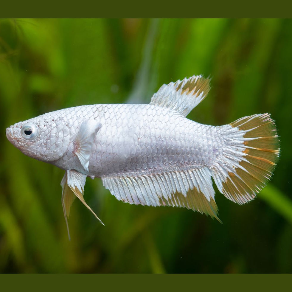 BETTA FEMELLE