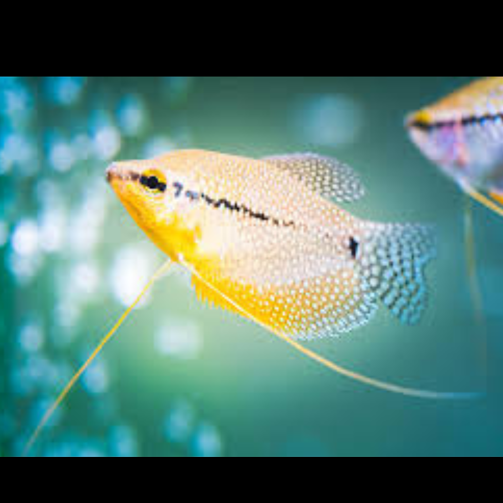 GOURAMI ASSORTI