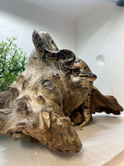 python regius