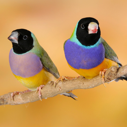 DIAMANT DE GOULD