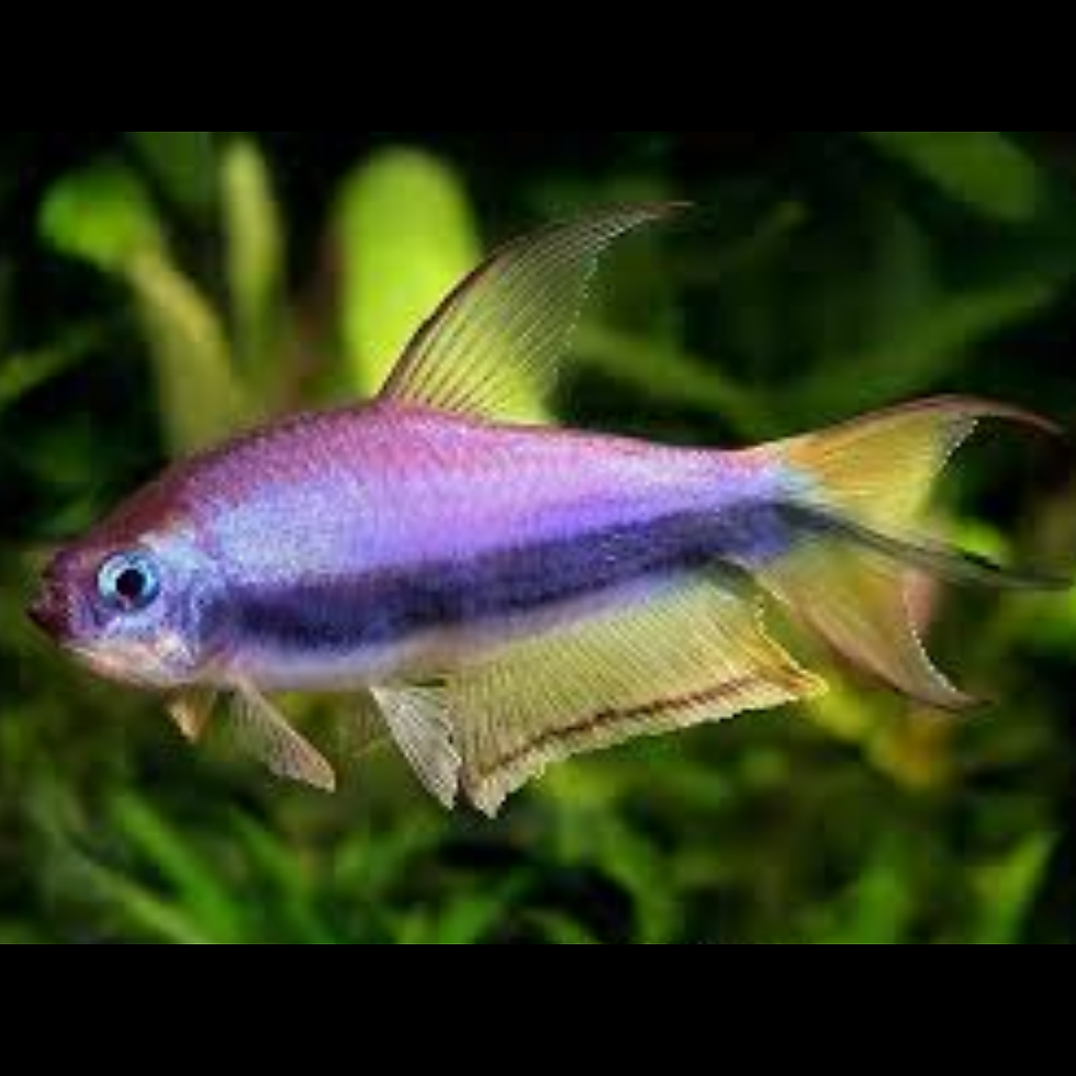 TETRA EMPEREUR PALMERI