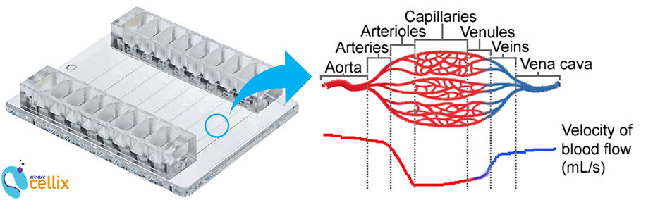 Biochip with Blood vessels and flow prof