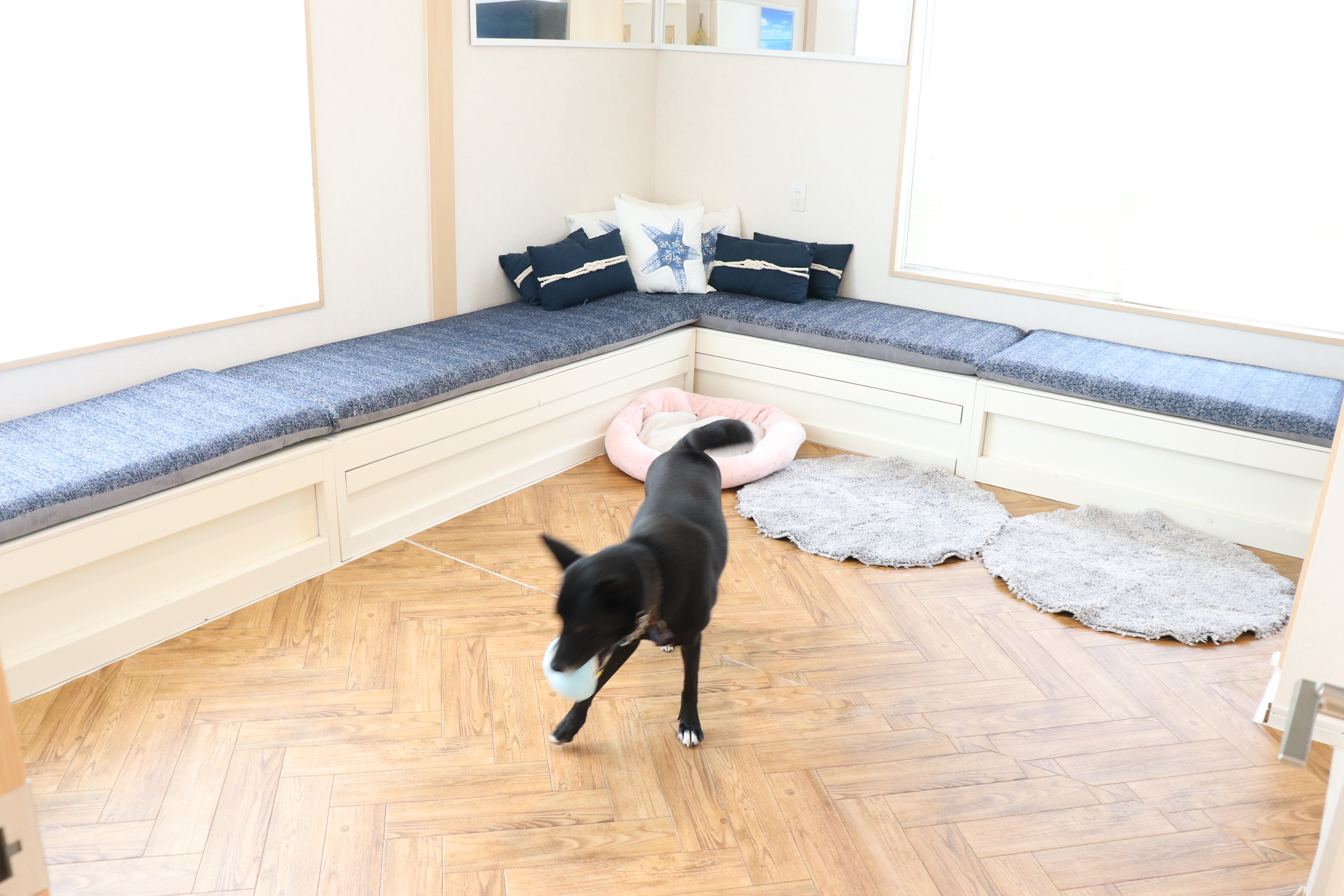 happy tails home boarding