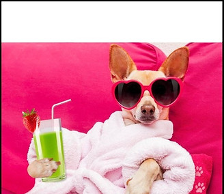 self care - dog_edited.jpg