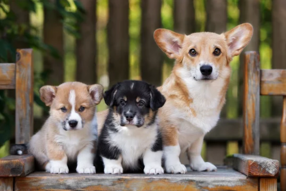 Two puppy and one adolescent Cardigan Welsh Corgis sit on a bench in front of a fence.
