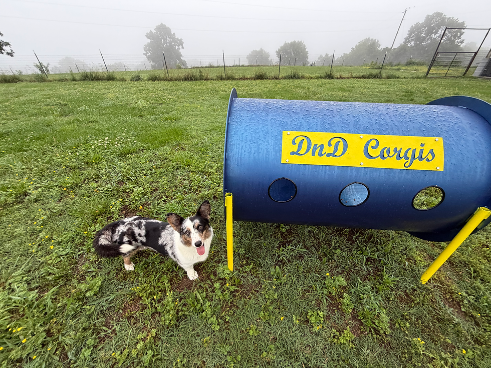 A Cardigan Welsh Corgi in a green field on a misty morning next to a blue agility tunnel with a yellow sign that reads "DnD Corgis"
