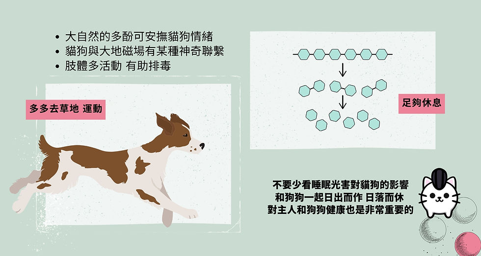 運動和大自然對貓狗的重要性 多酚