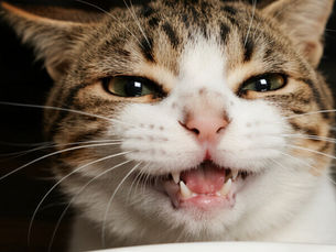 ckd cat with big eyes