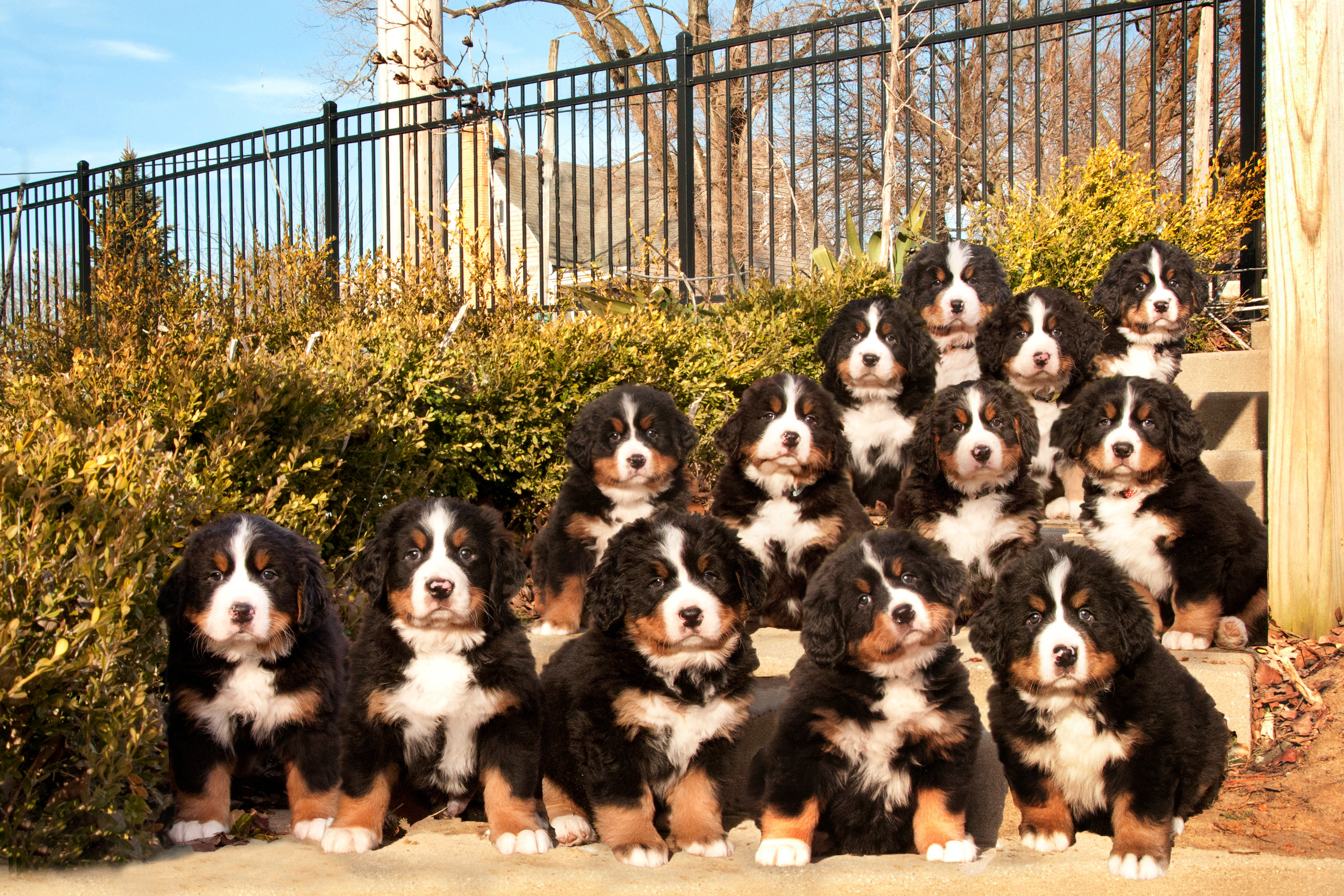 Singing Sands Bernese Mountain Dog Breeders Northwest Indiana Puppies