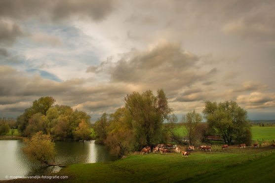 koeien in de uiterwaarden met Hollandse wolkenlucht, sfeer als Oude Meesters uit de Gouden eeuw.