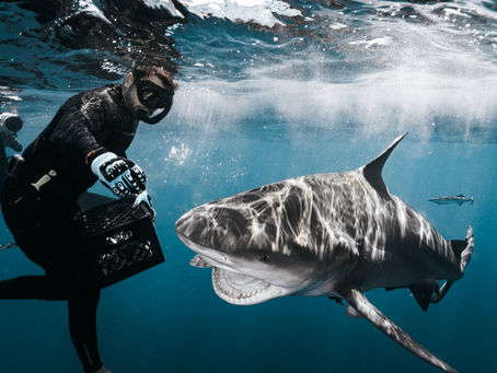 Perfect Conditions & Plentiful Sharks: Now’s the Time to Dive!