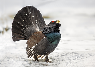 Capicaillie, Scottish Highlands