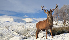 Winter scene of a Deer, Scottish Highlands