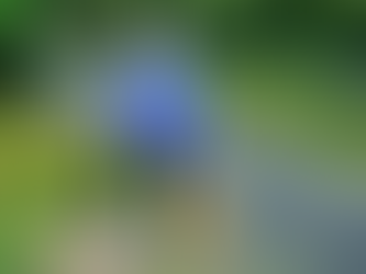 Parks at risk: ‘If it was not for the volunteers, we would struggle’