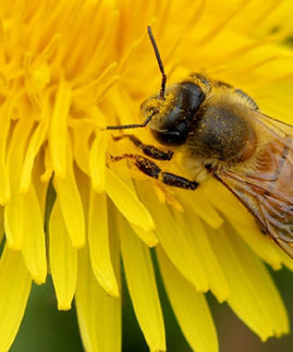 cropped-bee-on-dandelion.jpg
