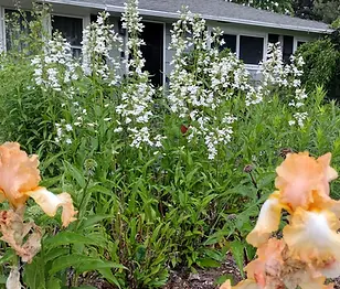 il_1588xN.6586811274_2lq6.webp