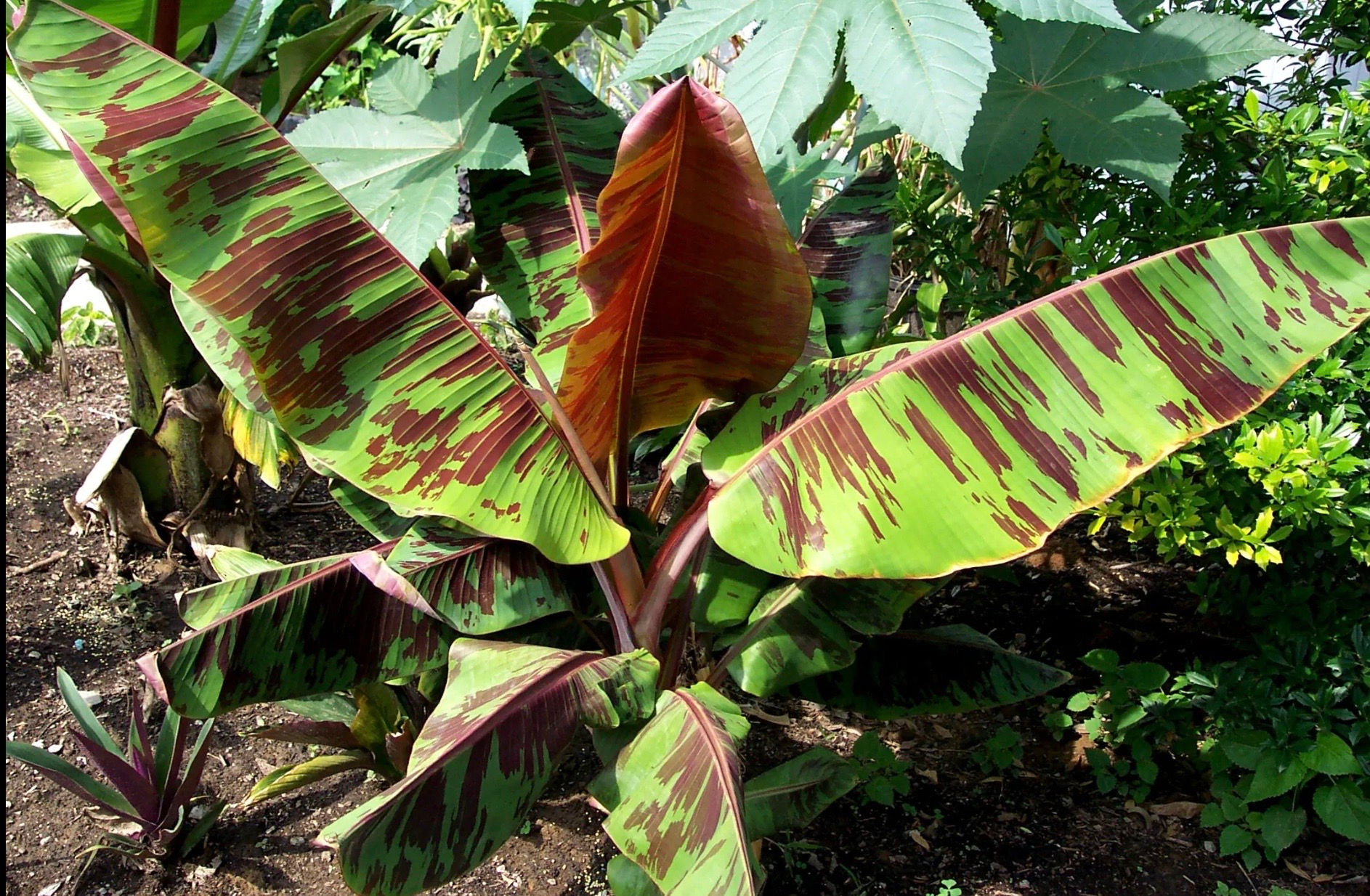 1 Gallon Hardy Banana Red Tiger - Perennial