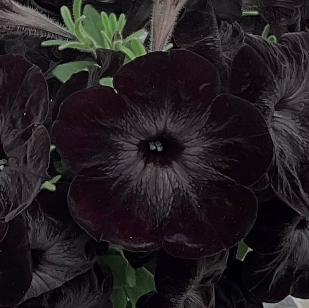 4 inch Petunia, Black Widow Fun House - Annual