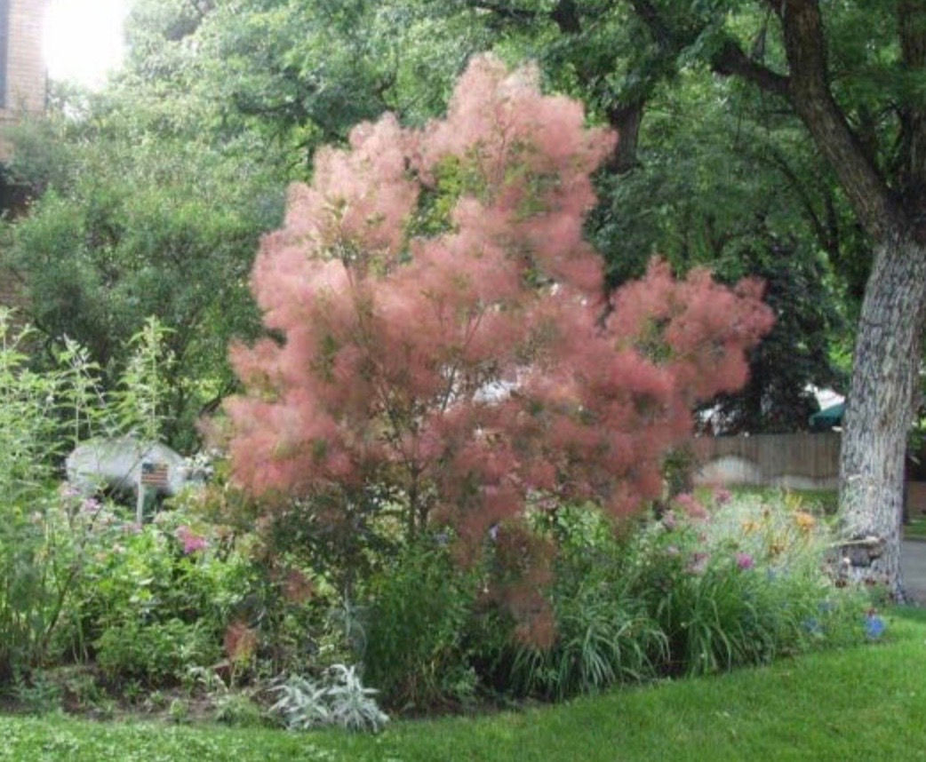 7 Gallon Smoketree- Pink Champagne