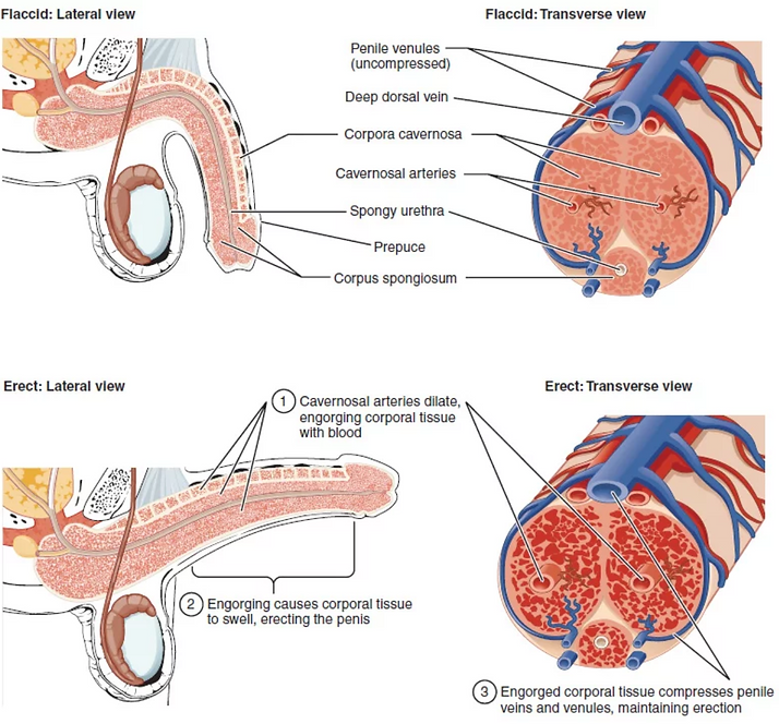 erection physiology