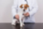 veterinarian-man-examining-jack-russell-dog-with-s-2022-02-03-22-41-26-utc.jpg