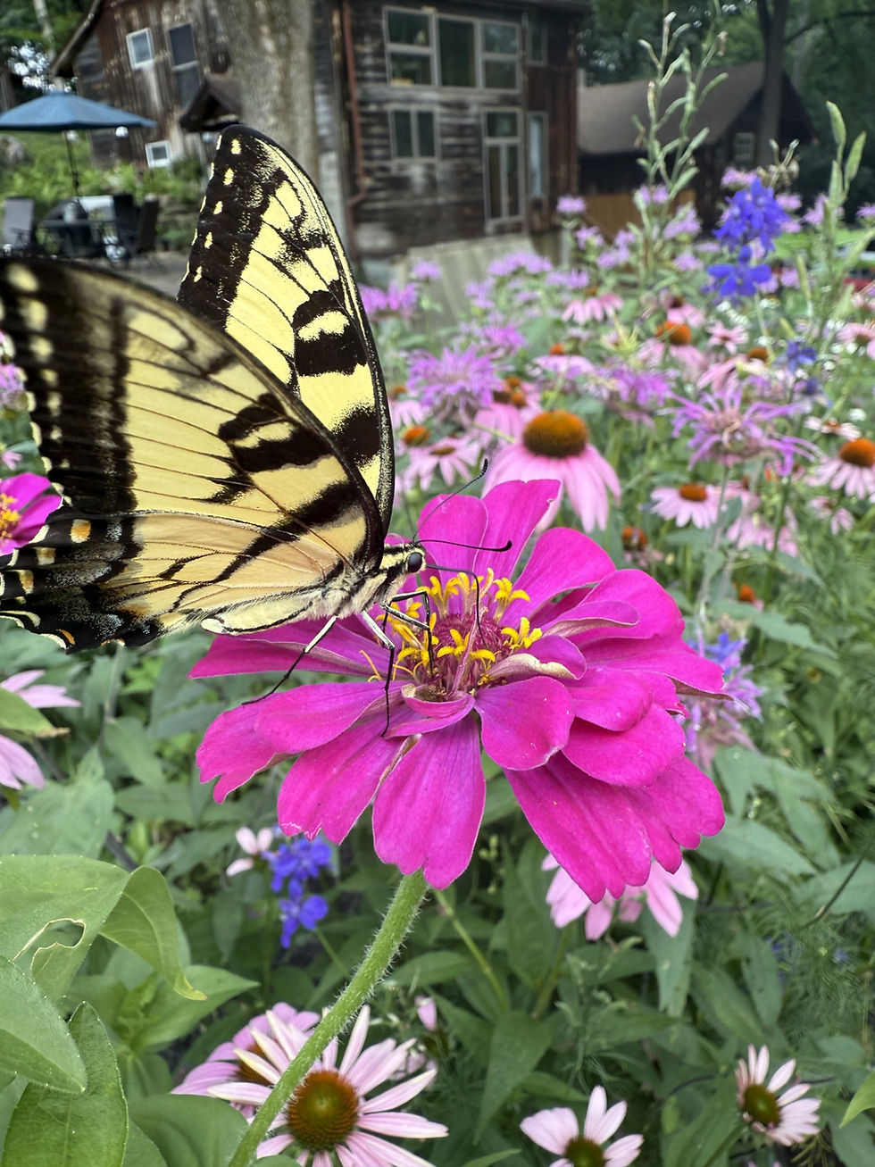 Pollinator Farm Walk