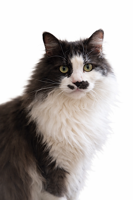 ChatGPT Image Feb 10, 2026, 07_39_20 PM.png