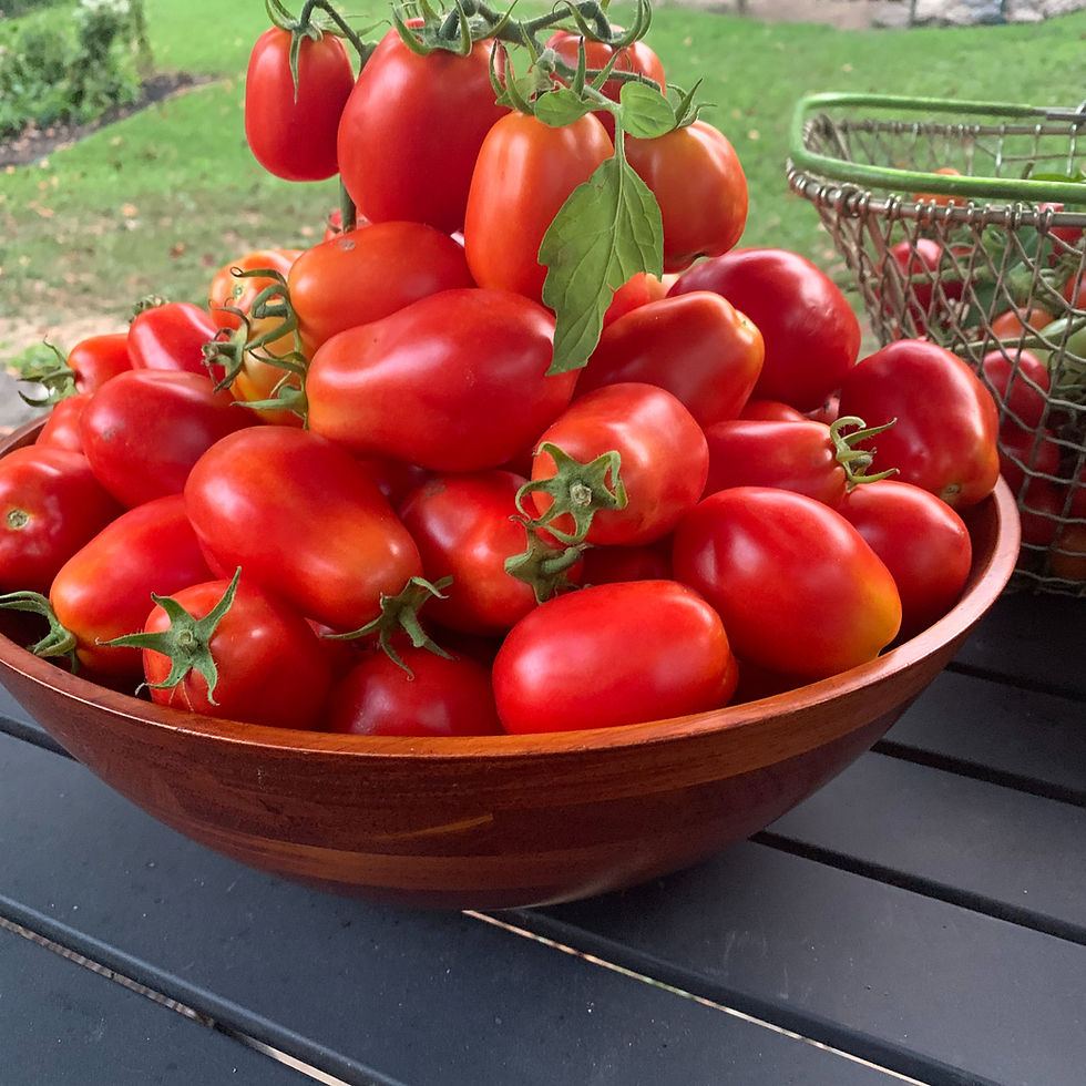 Fresh tomatoes harvested at Wolfe Hill Farm in Lenhartsville, PA, part of a CSA share in Berks County.