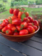 Bowl of freshly harvested cherry tomatoes from Wolfe Hill Farm garden