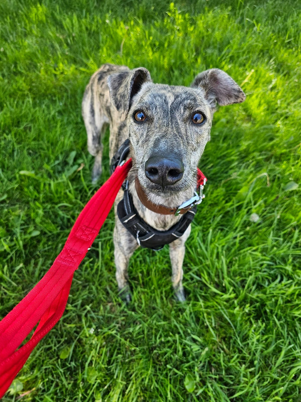 Mutt Strutt Update - Save the date