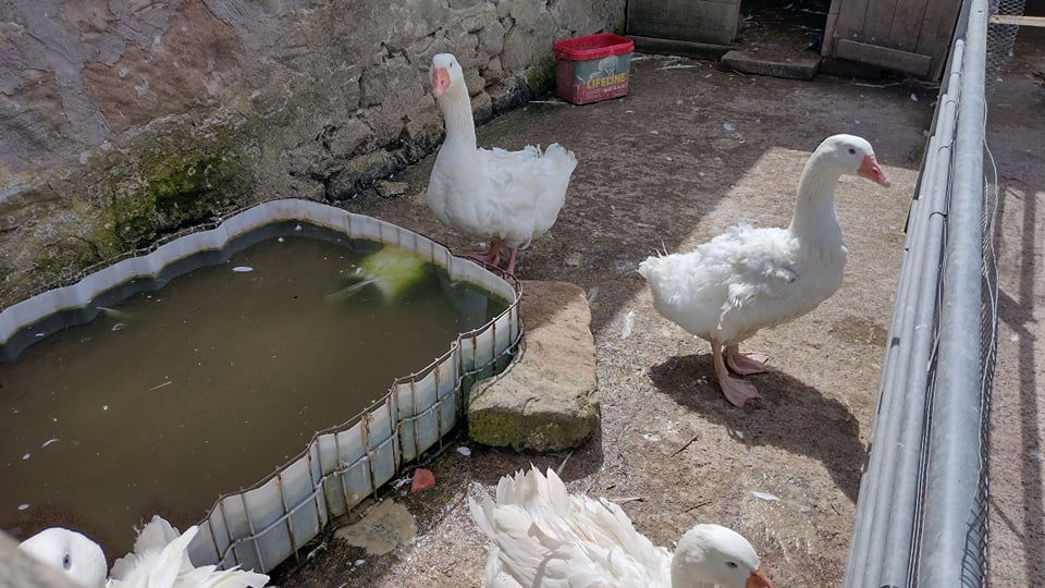 Other residents on farm 
